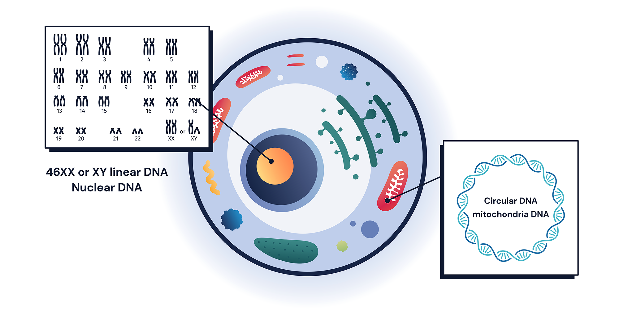 mitochondria-contents-02