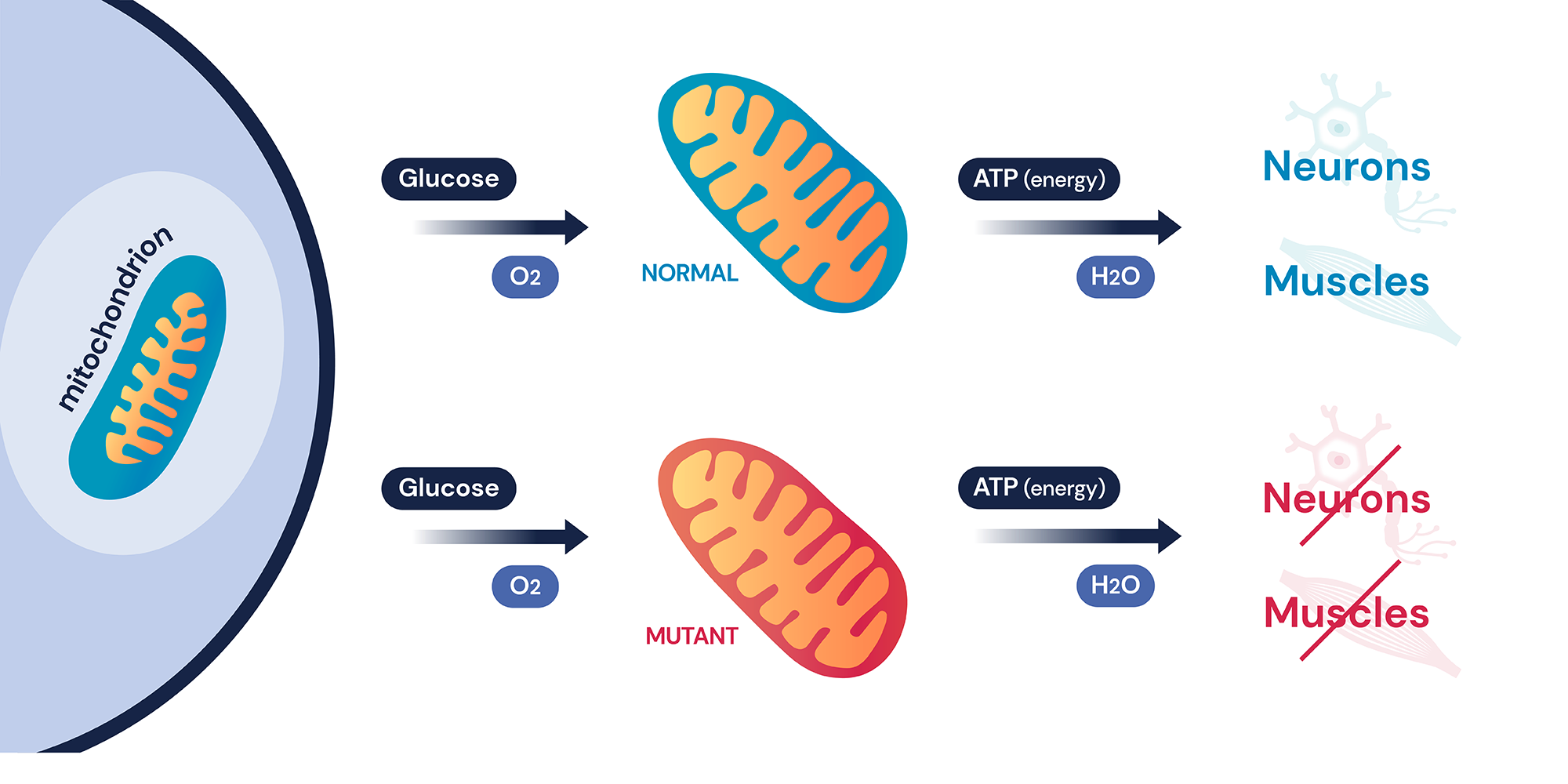 mitochondria-contents-03