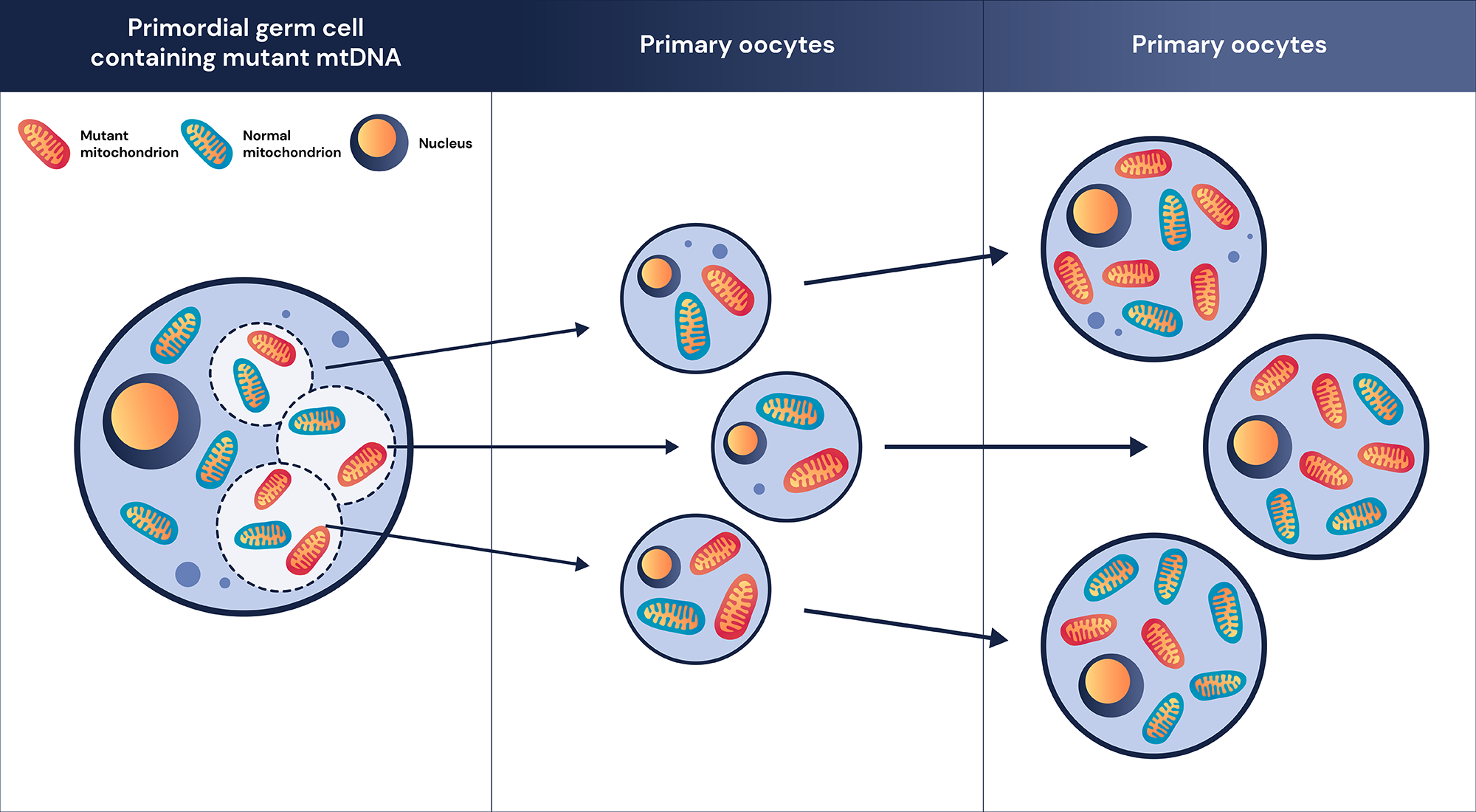 mitochondria-contents-04